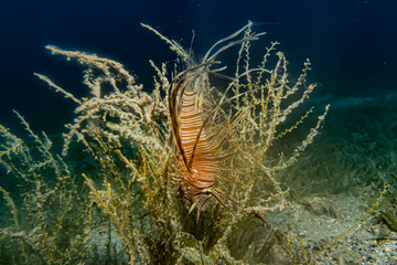 Lion fish in the Red Sea colorful fish, Eilat Israel