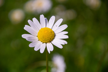 Obraz premium Blume