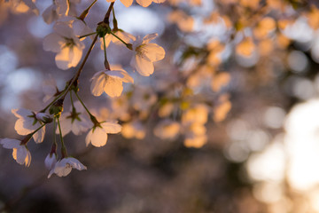 노을지는 벛꽃, Cherry blossom