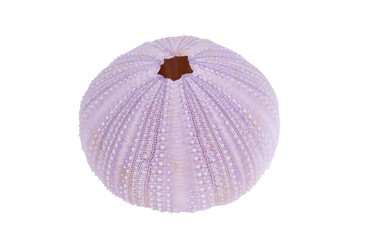 Sea urchin shell isolated on a white background with clipping path
