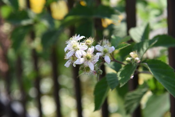 Blackberries bloom in early summer and can be harvestedin August.