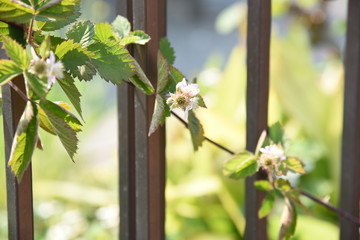 Blackberries bloom in early summer and can be harvestedin August.