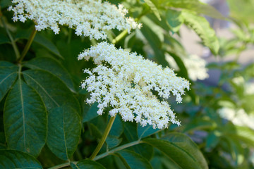 Elderberry flower. Elder, green fox in a  garden, white flowers on a bush, flowering elder. Flower...