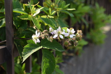 Blackberries bloom in early summer and can be harvestedin August.