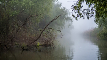 First light of a misty and foggy morning creating a picturesque atmosphere at the Danube Delta Romania