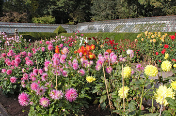 Many varieties of dahlia growing in an English country garden.