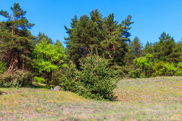 View of a pine forest on sunny day