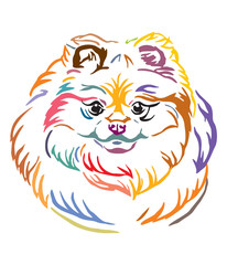 Colorful decorative portrait of Pomeranian Dog vector illustration