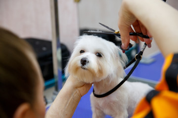 groomer cuts a white dog lapdog with scissors in a grooming salon