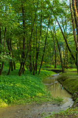 green forest with river