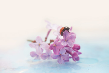 ladybug sitting on a lilac flower. Macro. Copy space - 271751810