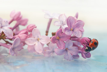 ladybug sitting on a beautiful lilac flower. Reflection in water. Beautiful background - 271751871