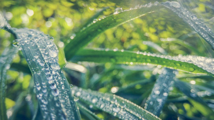 Green grass in the morning dew close-up in the sun