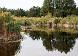 Fototapeta na wymiar lake view with tree reflections