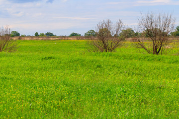 Spring landscape with green meadow, sky and trees