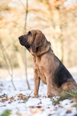 Hunderasse Bloodhound Hund im Schnee