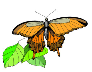 animal,art,background,beautiful,beauty,black,butterfly,color,decoration,design,drawing,fly,graphic,illustration,insect,isolated,nature,ornate,pattern,spring,style,summer,vector,white,wing