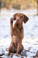 Hund im Schnee