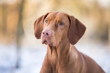 Hund im Schnee Magyar Vizela Hündin im Schnee Rassehund