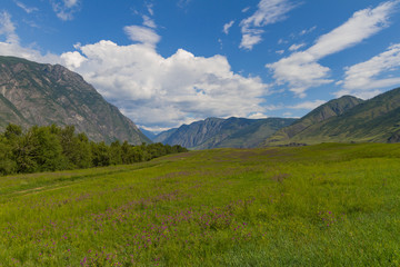 Fototapeta premium Flower valley in Mountains Altai. Beautiful summer landscape.