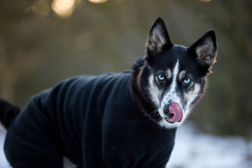 Hund im Schnee