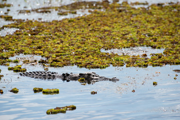 Australian crocodile swimming through waterlilies in river