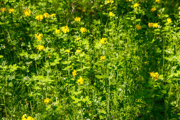 Flowers of yellow celandine in forest. Chelidonium majus, (commonly known as greater celandine,...