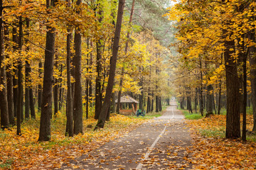 Autumn scenery road winding through natura park
