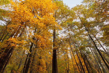 Autumn bright scenery forest