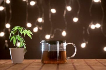 Bamboo table with Marijuana plant in pottery. Hot CBD tea and teapot.