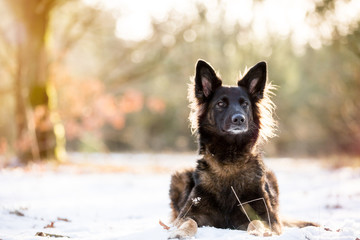 Hund Schäferhündin Hündin im Schnee tolles Licht