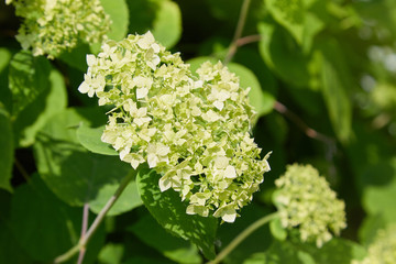 Ready to bloom Hydrangea in the garden. Green hydrangea flowers growing in the garden, floral background 