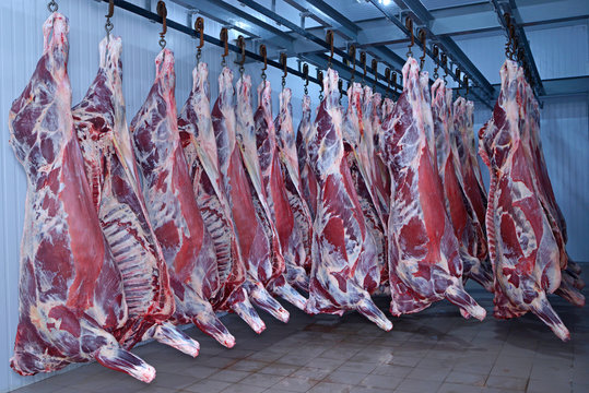 At the slaughterhouse. Carcasses, raw meat beef, hooked in the freezer.