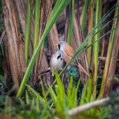 Close up of rare isolated Bearded Reedling mature male bird in the wild- Danube Delta Romania