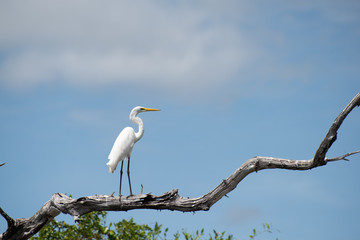 White heron in tree Kakadu National Park © Marlon's world