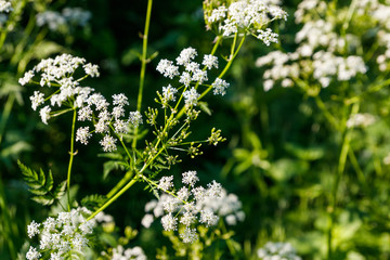 Water hemlock (Conium maculatum) flowers