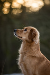 Golden Retriever Mischlingshündin im Schnee