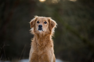 Hund Golden Retriever Mischlingshündin im Schnee