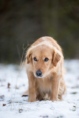  Hund im Winter Golden Retriever Mischlingshündin im Schnee schaut demütig