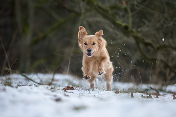 Golden Retriever Mischlingshündin im Schnee