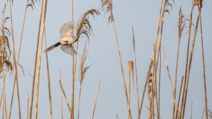 Close up of rare isolated Bearded Reedling mature male bird in the wild- Danube Delta Romania
