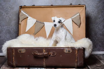 Hund im Koffer