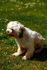 Millie a Lhasa Apso playing in the garden on a sunny day.