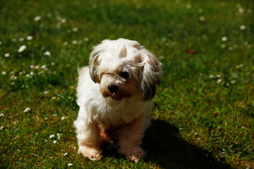 Millie a Lhasa Apso playing in the garden on a sunny day.