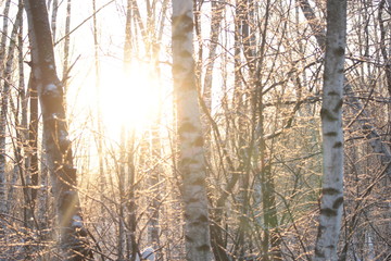Walk in the woods on a cold winter day