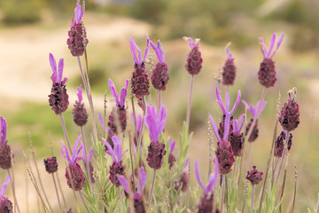 Obraz premium Field full of spanish lavender