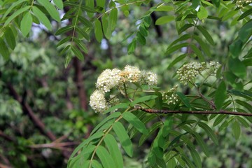 White flowers of the rowan tree