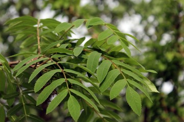 green leaves of a rowan tree
