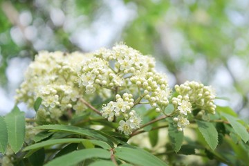 Brunch of rowan tree flowers of white color and green leaves.