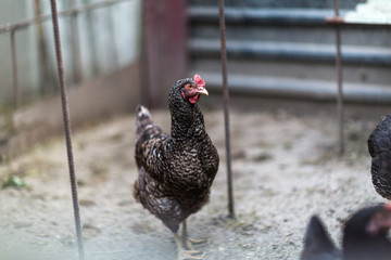 Portrait of chicken in crowded barn with fog